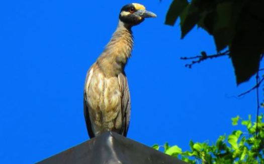 A yellow-crowned night heron seen on a Harrisburg rooftop. State ornithologist Sean Murphy says a few years ago, a night heron nest was found in a sycamore tree on the Governor's Residence property. (Jen Hirt)