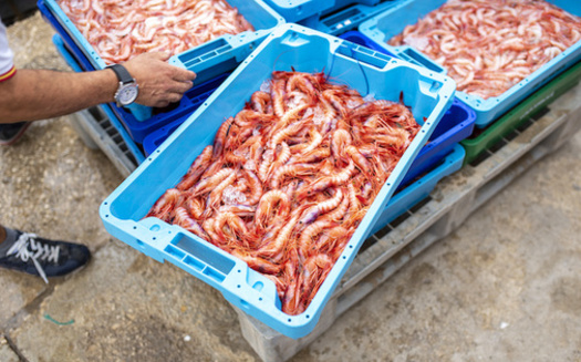 Trawl nets are responsible for the majority of fish and shrimp catches worldwide. (Adobe Stock)<br />
