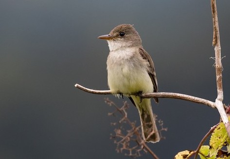 Because of river-flow reductions and habitat alteration and loss, the southwestern willow flycatcher teeters on the brink of extinction. (eBIrd.org)