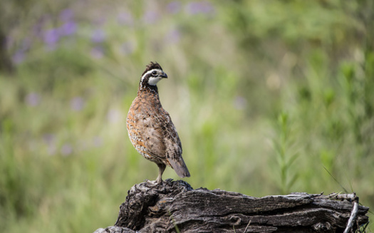 The Recovering America's Wildlife Act would dedicate $1.3 billion dollars to state conservation efforts and $97.5 million to tribal nations. (Tyler/Adobe Stock)