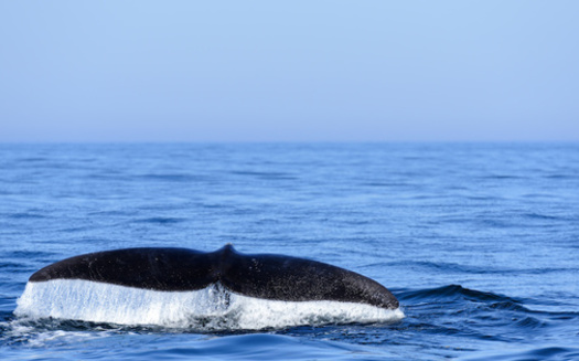 The right whale population has decreased by more than 100 animals since 2010. (Stephen Meese/Adobe Stock)