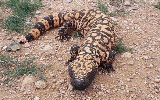 The Gila monster is listed as a protected species in Nevada. Wildlife officials would like to boost its population by importing lizards from Utah.(Josh Olander/Wikimedia Commons)