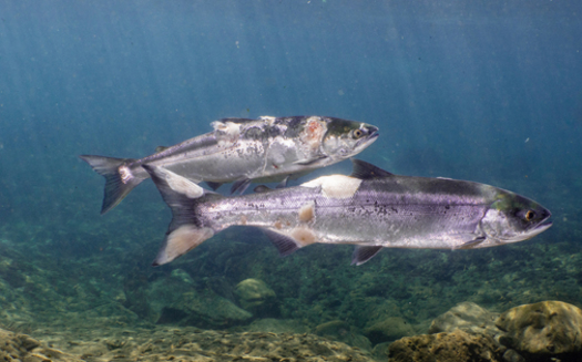 As the Northwest feels the summer heat, salmon are struggling to migrate hundreds of miles upstream. (Conrad Gowell/Columbia Riverkeeper)