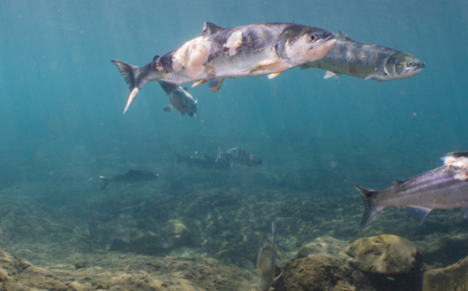 A video from July shows sockeye salmon with red lesions and fungus because of the Columbia River's hot water. (Conrad Gowell/Columbia Riverkeeper)