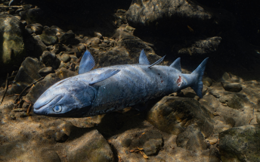 Struggling salmon also are bad news for the orcas of the Northwest that rely on them. (Conrad Gowell/Columbia Riverkeeper)