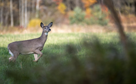Chronic wasting disease can be transmitted between deer, along with food and soil contaminated by bodily fluids. (Adobe Stock)