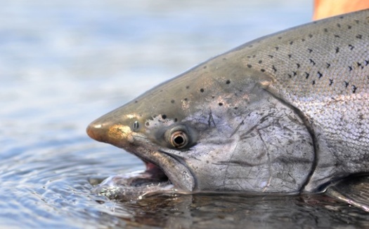 Chinook salmon spawn in four runs per year. The eggs, fry and juveniles in the winter and fall runs are expected to be harmed this year by water flows that are too warm. (dhogan172/Adobe Stock)
