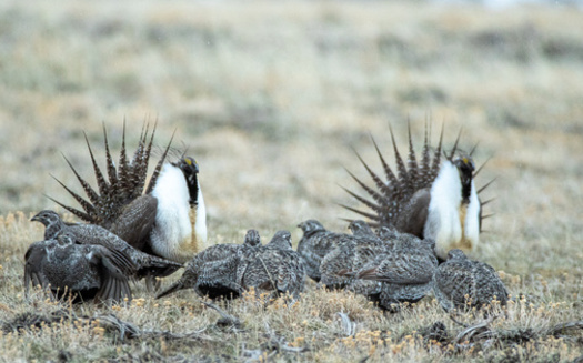 Sage grouse already are endangered in Wyoming and other states, and the proliferation of fences is seen by wildlife experts as one more barrier to their recovery. (Stan/Adobe Stock)