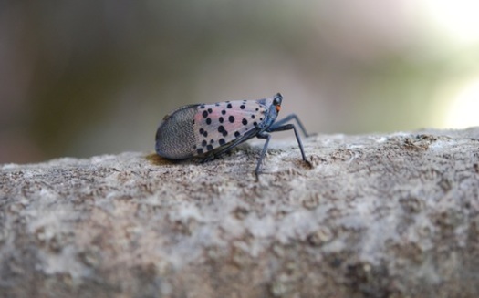 Spotted lanternflies have been reported in Ohio, Indiana, Pennsylvania and several other states near the East Coast. (Ohio Dept. of Agriculture)