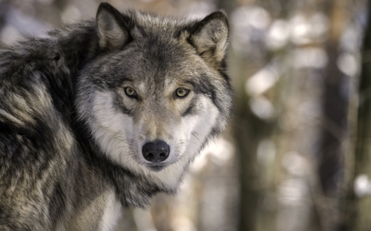 During a special hunt in February, Wisconsin hunters killed 218 wolves, well above the state's quota of 119. (Adobe Stock)