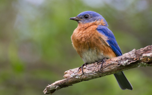 According to the Connecticut Audubon Society, the most common species with symptoms of the unidentified disease range from bluebirds to American robins and European starlings, to songbirds and hummingbirds. (Adobe Stock)
