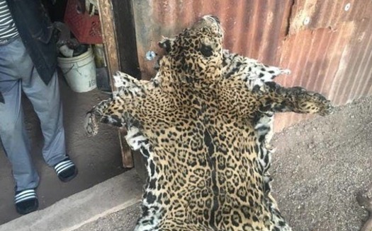 In 2018 an unknown hunter killed and skinned one of the few remaining jaguars in Arizona, a male named Yo'oko. (Center for Biological Diversity)