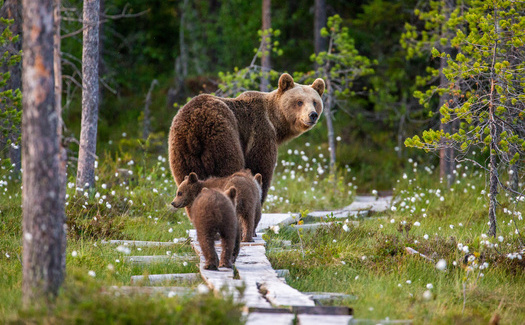 During late summer and fall, bears eat and drink nearly nonstop in preparation for winter hibernation, a process known as hyperphagia. (Adobe Stock)