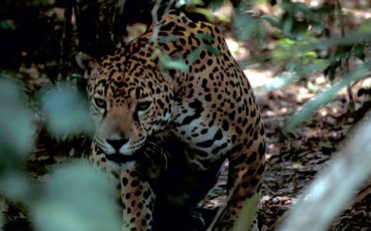 The jaguar named 