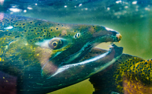 Sen. Patty Murray, D-Wash., has proposed $1 billion in culvert removal and restoration for salmon in the budget-reconciliation bill. (Bill Perry/Adobe Stock)