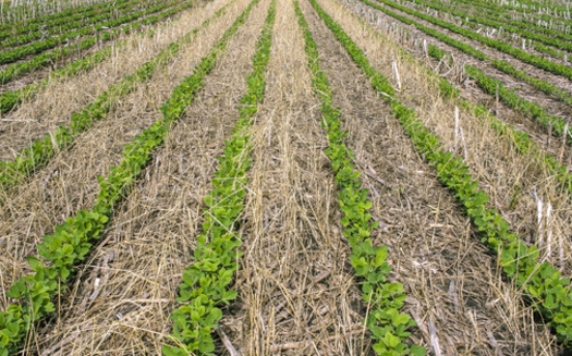 According to the most recent Census of Agriculture, cover-crop acres in the United States have increased to 10 million. (Adobe Stock)