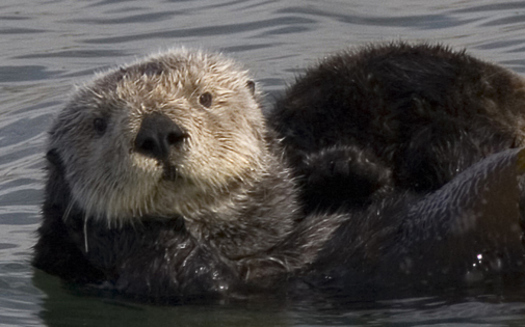 This, year the theme of Sea Otter Awareness Week is the species' key role in the mosaic of the ecosystem. (Wikimedia Commons)