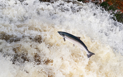 Roughly 1,000 Atlantic salmon remain in the Gulf of Maine. (jamie/Adobe Stock)