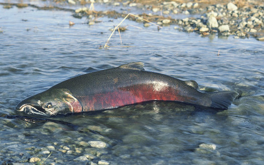 Rep. Mike Simpson, R-ID, has proposed a $33.5 billion plan to save Chinook salmon and other endangered fish in the Columbia River Basin. (BLM/Flickr)