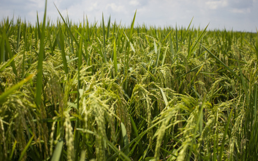 Arkansas farmers produce more than 9 billion pounds of rice each year. (Adobe Stock)