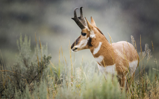 Pronghorn today inhabit a fraction of their historic range, which used to stretch from Canada to Mexico. (BGSmith/Adobe Stock)