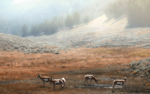 The grasslands of the West are critical habitat for migrating pronghorn. (hdsidesign/Adobe Stock)