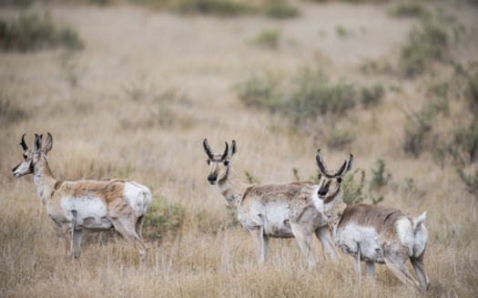 Pronghorn numbers have dropped precipitously but still can be found in Colorado. (RachelKolokoffHopper/Adobe Stock)