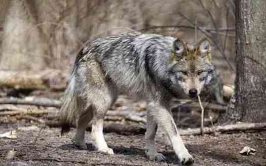 More than 70% of documented Mexican gray wolf deaths are human-caused, according to the environmental law firm Earthjustice. (Rebecca Bose/Wolf Conservation Center)