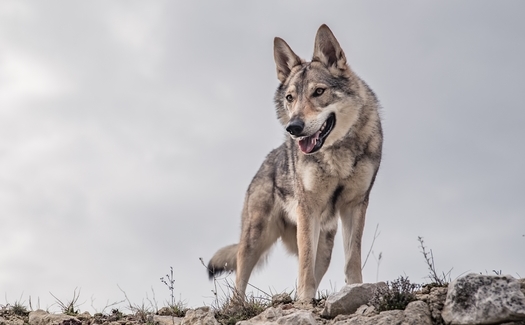 More than 100 Mexican gray wolves have been poached by humans since the lobos were added to the Endangered Species List in the 1980s. Fewer than 200 are left in the U.S. (Majurik/Adobe Stock) 