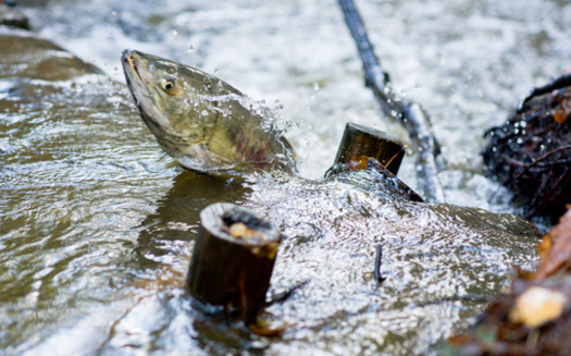 Ensuring that stormwater is recycled quickly is key to preventing polluted water from reaching salmon. (PNPImages/Adobe Stock)