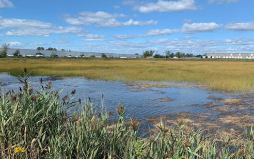 The Great Meadows Marsh is an important habitat for horseshoe crabs, blue crabs and fish such as the Atlantic silverside and menhaden. (Audubon Connecticut)