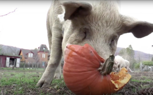 Vitamin- and nutrient-filled jack-o'-lantern make nutritious treat for birds, squirrels and pigs. (onegreenplanet.org)
