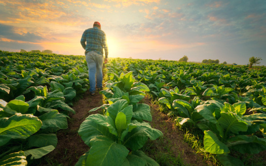 North Carolina ranks sixth in the nation for the number of migrant farmworkers employed on agricultural farms. (Adobe Stock)