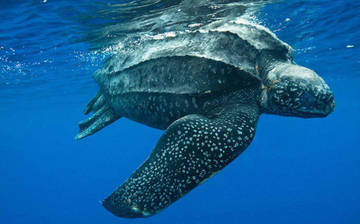 Environmental advocates say drift gillnet fishing gear is a significant threat to the endangered Pacific leatherback sea turtle. (NOAA)