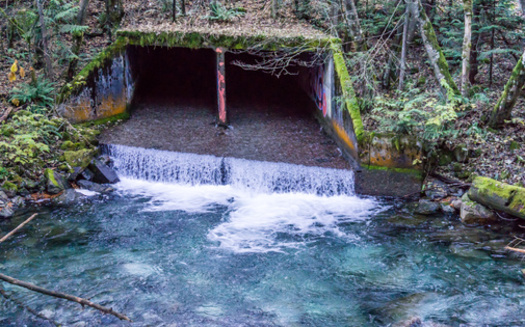 Salmon need unobstructed culverts so they can swim upstream to the places where they spawn. (George Cole/Adobe Stock)