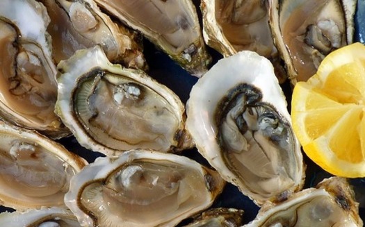 Experts estimate the Gulf of Mexico lost between 4 billion and 8 billion oysters due to the Deepwater Horizon oil spill and loss of reproduction in ensuing years. Places like Suwannee Sound in Florida and other Gulf states are tapping settlement money to help populations rebound. (macayran/Pixabay)