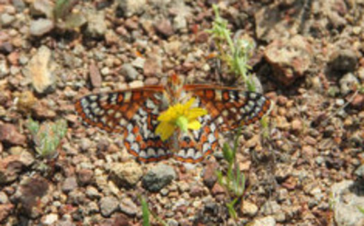 The proposed Western Riverside County Wildlife Refuge is key habitat to the federally endangered Quino checkerspot butterfly. (Eric Porter/U.S. Fish and Wildlife Service)
