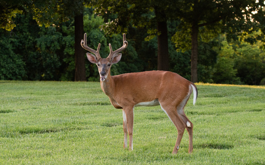 Cases of chronic wasting disease among Wisconsin's deer population increased to a 20-year high of nearly 1,600 animals in 2020. (Adobe Stock)