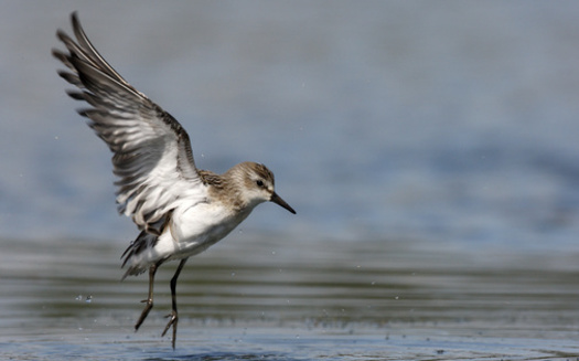 The semipalmated sandpiper may not be one of the most common shorebirds in the Americas if its population continues to decrease, as it has for four decades. (Adobe Stock)