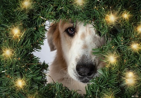 Like humans, stress levels in pets often are reduced with enough fresh air and exercise. (Seaq68/PIxabay)