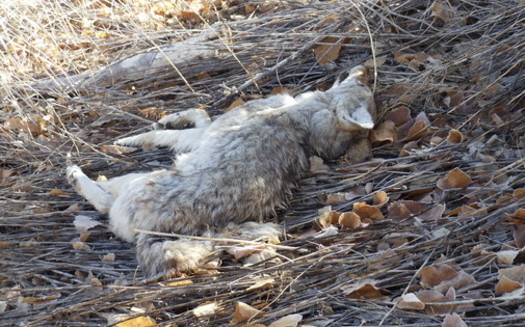 Data from the U.S. Department of Agriculture shows more than 15,000 coyotes have been eliminated through its Wildlife Services program on public lands managed by the BLM or USFS in the past five years. (Trish Swain/Trailsafe Nevada)