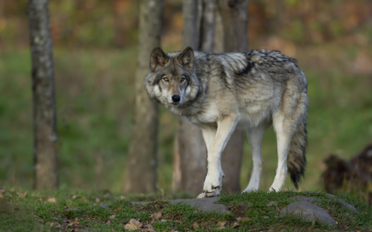 The grey wolf was removed from the federal endangered species list in January. (Adobe Stock)