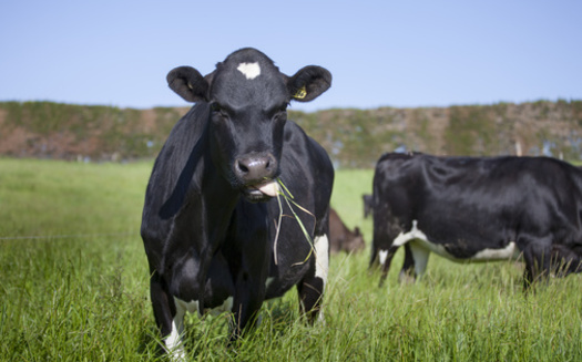 Beef and veal prices are up 21% compared with last year, according to the U.S. Bureau of Labor Statistics. (LuisFernando/Adobe Stock)