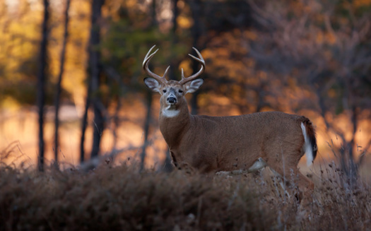 Chronic wasting disease has been found in deer, elk and moose in at least 26 states. (Adobe Stock)