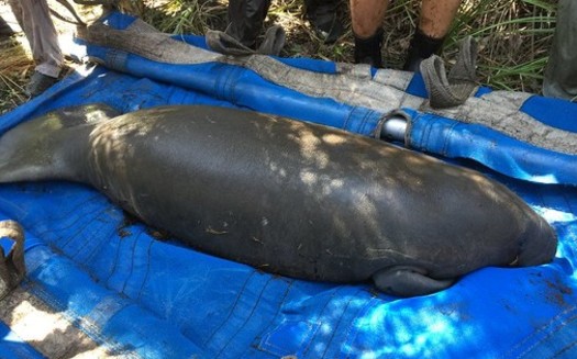 The Florida Fish and Wildlife Conservation Commission and the U.S. Fish and Wildlife Service are investigating high numbers of manatee deaths along Florida's Atlantic coast. (Florida Fish and Wildlife/Flickr)
