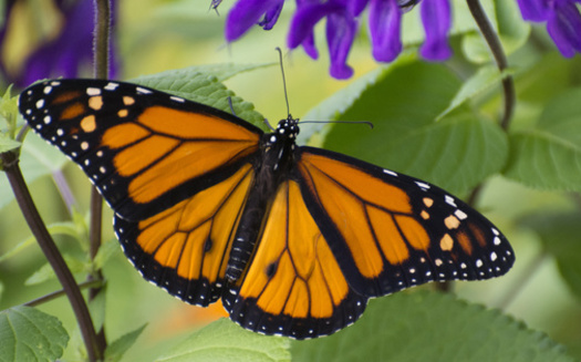 Milkweed is a necessary part of the monarch breeding cycle, as caterpillars can only eat from that specific plant. Due to human disruption, the prevalence of milkweed has dropped, impacting the butterfly's breeding process. (Adobe Stock)