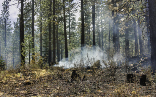 Research shows that while low-severity fires restore natural resilience in forests, more severe fires change the makeup of the forests. according to The Nature Conservancy. (Adobe Stock)