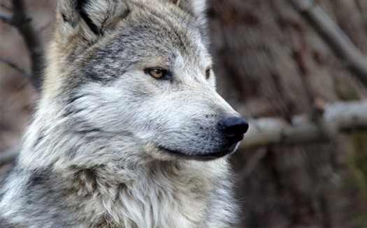 In recent months, 20 gray wolves roamed from Yellowstone National Park and were shot by hunters; the most killed by hunting in a single season since the animals were reintroduced to the region more than 25 years ago, according to park officials.<br />(photo courtesy Don Burkett)
