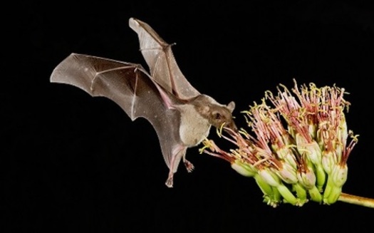 Since 2016, the nonprofit Tequila Interchange Project has been working with tequila producers, scientists, and tequila enthusiasts to introduce bat-friendly agave liquors. (environmentaldefensefund.org)