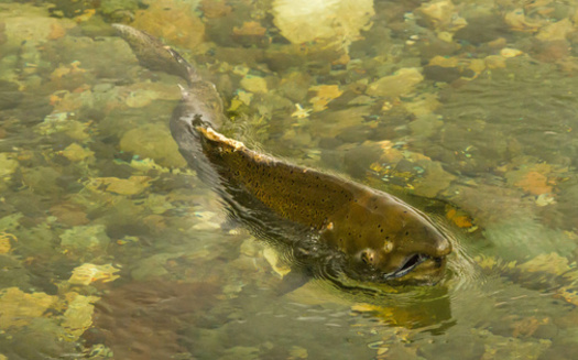 While salmon could benefit from favorable ocean conditions, climate change is bring harsher conditions in Idaho. (NorthwestWildImages/Adobe Stock)